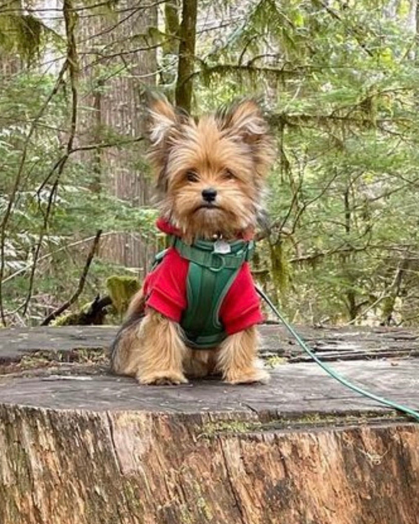 Pup on Stump - Print